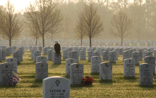 Picture of the Year - "Standing Guard"