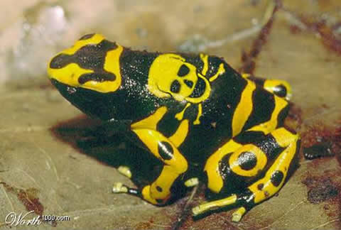 When Graphic Artists Get Bored