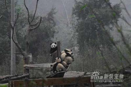 Rescued Pandas in China