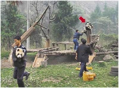 Rescued Pandas in China