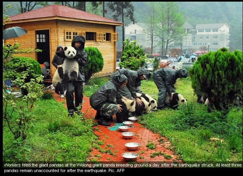 Rescued Pandas in China