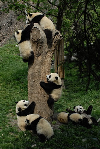 Rescued Pandas in China