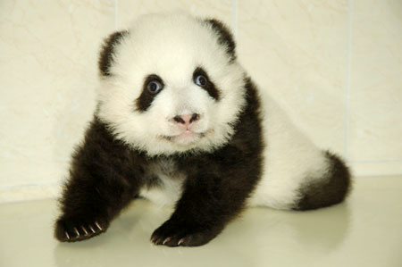 Rescued Pandas in China