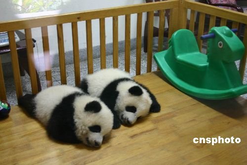 Rescued Pandas in China