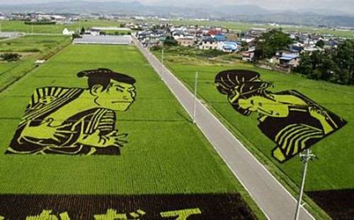 Japanese Rice Fields