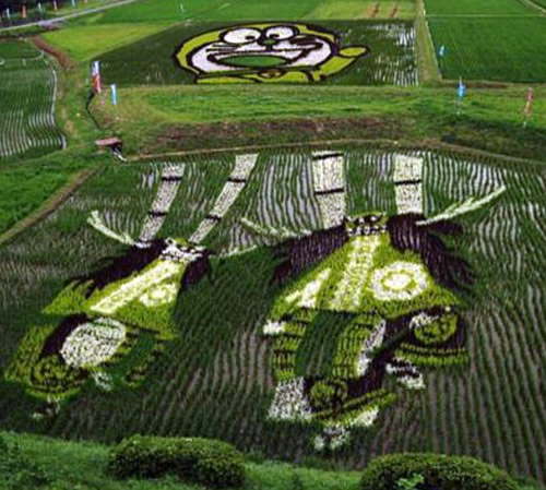 Japanese Rice Fields