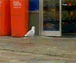 Robber Seagull