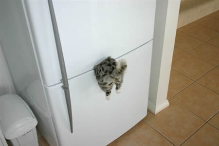 FRIDGE MAGNET