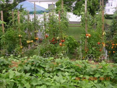 tomato garden